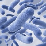 Home probiotic bacteria, lactobacillus , 3d illustration.