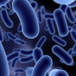 Home bacillus