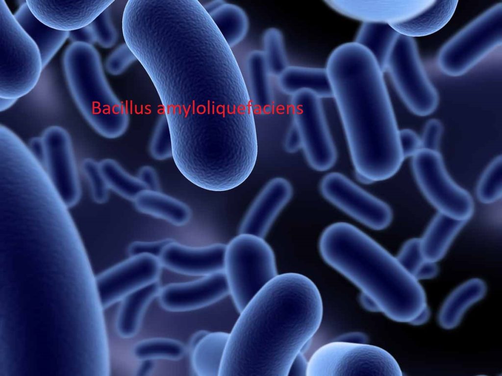 Bacillus amyloliquefaciens Là Gì? Vì Sao Chủng Vi Khuẩn Này Được Xem Là "Người Bảo Vệ Thầm Lặng" Trong Ao Nuôi Tôm? bacillus amyloliquefaciens