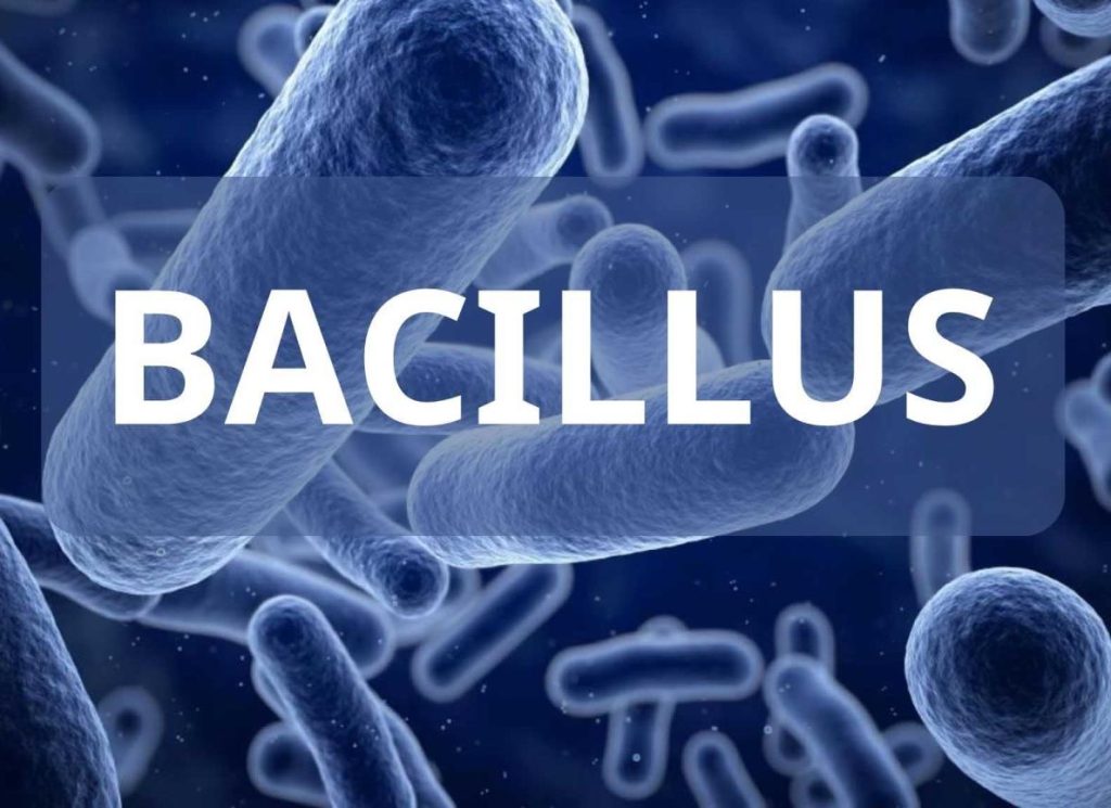 Bacillus subtilis Là Gì? Vì Sao Đây Là Chủng Vi Khuẩn Được Sử Dụng Nhiều Nhất Trong Nuôi Tôm? bacillus