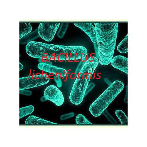 Bacillus licheniformis Là Gì? Vì Sao Chủng Vi Khuẩn Này Được Đánh Giá Cao Trong Xử Lý Đáy Ao Nuôi Tôm? bacillus licheniformis