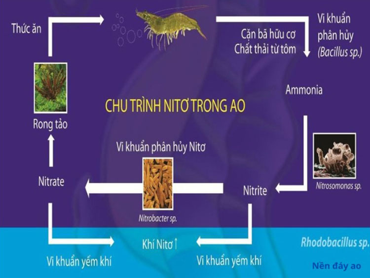 Chu trình Nitơ trong ao nuôi tôm: Hiểu đúng để quản lý môi trường hiệu quả chu trinh nito trong ao nuoi tom
