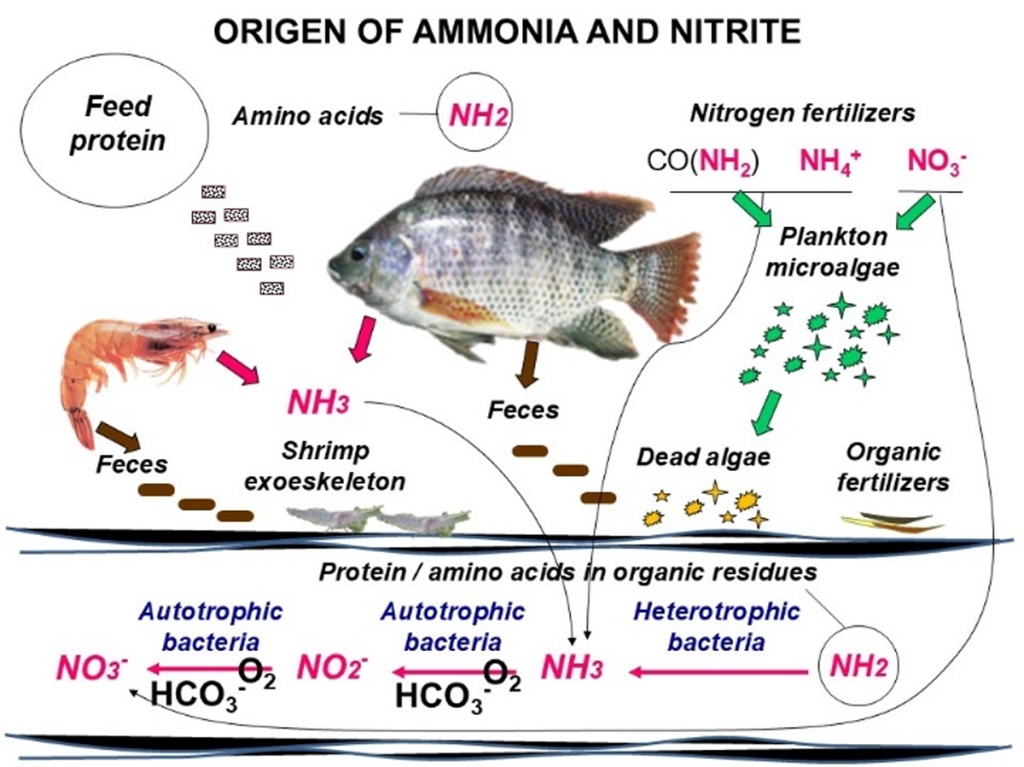 Chu Trình Nitơ Trong Ao Nuôi Tôm – Hiểu Đúng Để Kiểm Soát Amoniac (NH₃) Và Nitrit (NO₂⁻) chu trinh nito trong ao nuoi tom